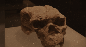 Pronađena lobanja stara milion godina koja bi mogla promijeniti istoriju kompletnog ljudskog roda