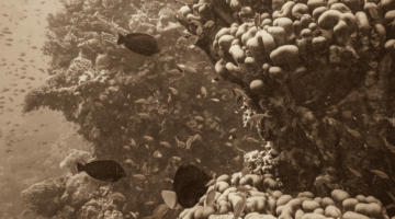 160 naučnika prestravljeno: ‘Svijet je ušao u novu stvarnost, a mi nismo spremni’