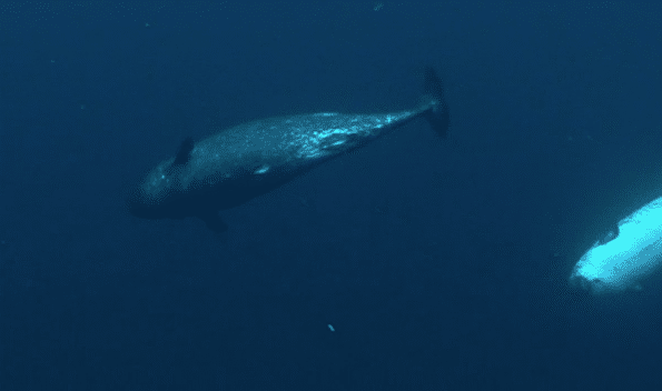 Istraživači spustili sondu duboko ispod Arktika, a onda im se ukazao ‘monstrum’ 4 metra dužine