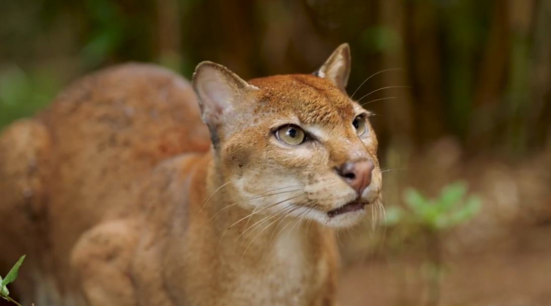 AI i čovjek zajedno vraćaju život na Zemlji. Ovo su prvi primjeri