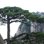 Kina je posadila toliko drveća oko pustinje Taklamakan da se desilo nešto čudesno