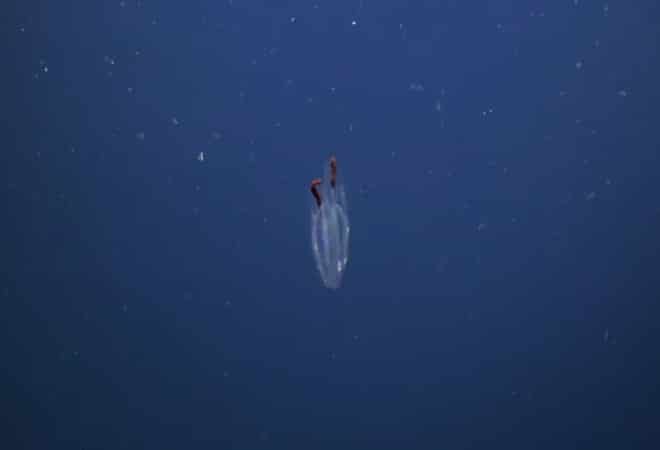 Naučnici na Antarktici ispod leda otkrili tajanstvena bića